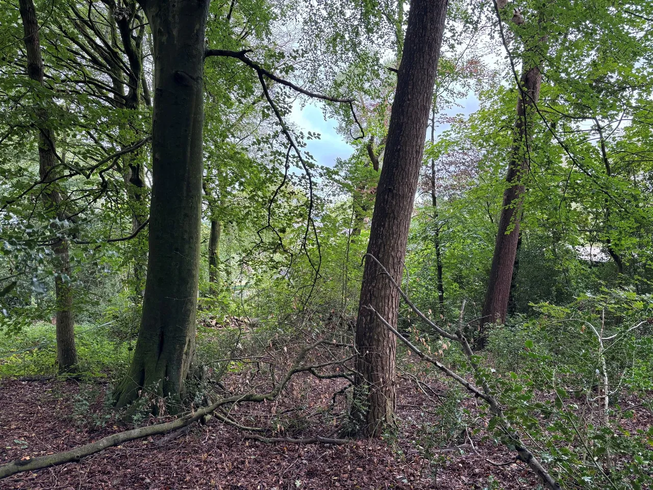 Gibb Lane, Stockport, photo 14