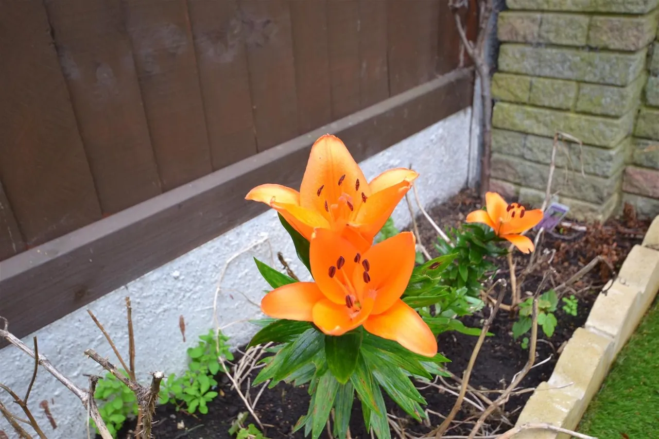 Sylvester Road, London, Greater London E17 8ED, photo 11