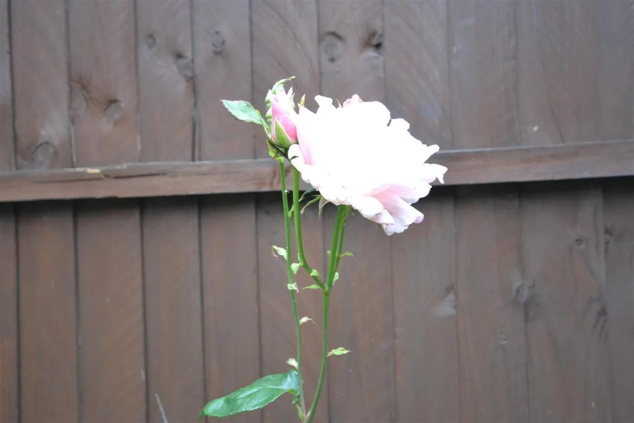 Sylvester Road, London, Greater London E17 8ED, photo 10