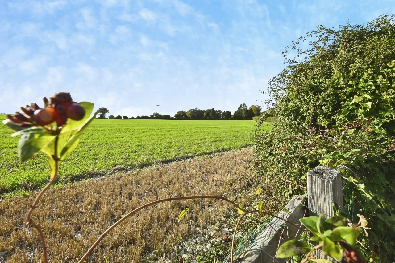 East Meon Road, Clanfield, PO8, photo 19