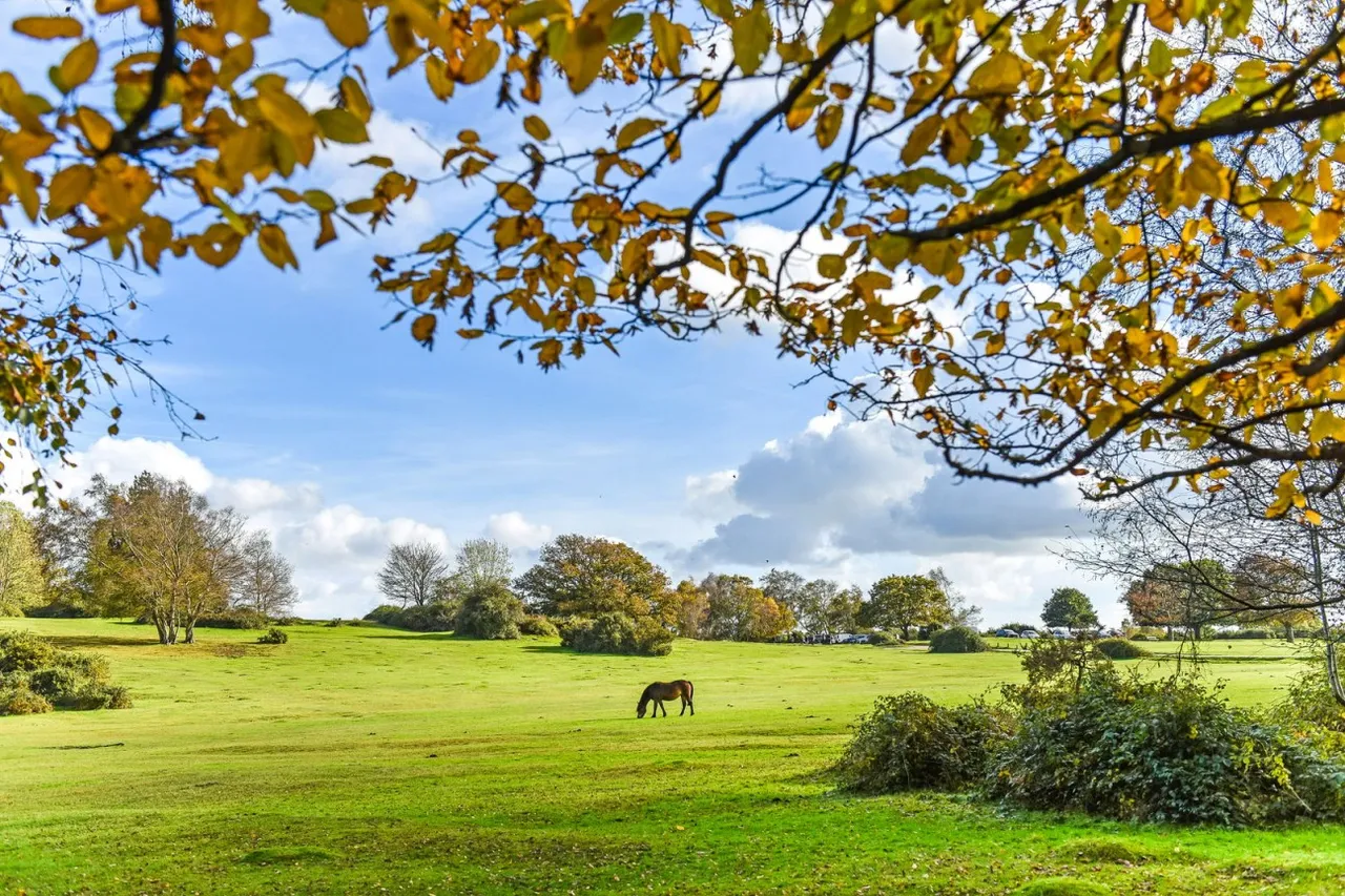 Lyndhurst, SO43, photo 19