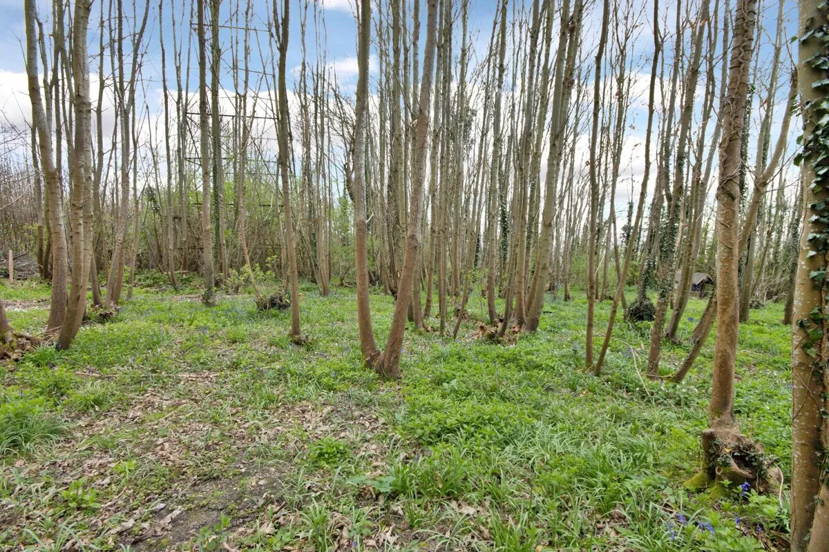 Hunton Hill, Hunton, ME15, photo 22
