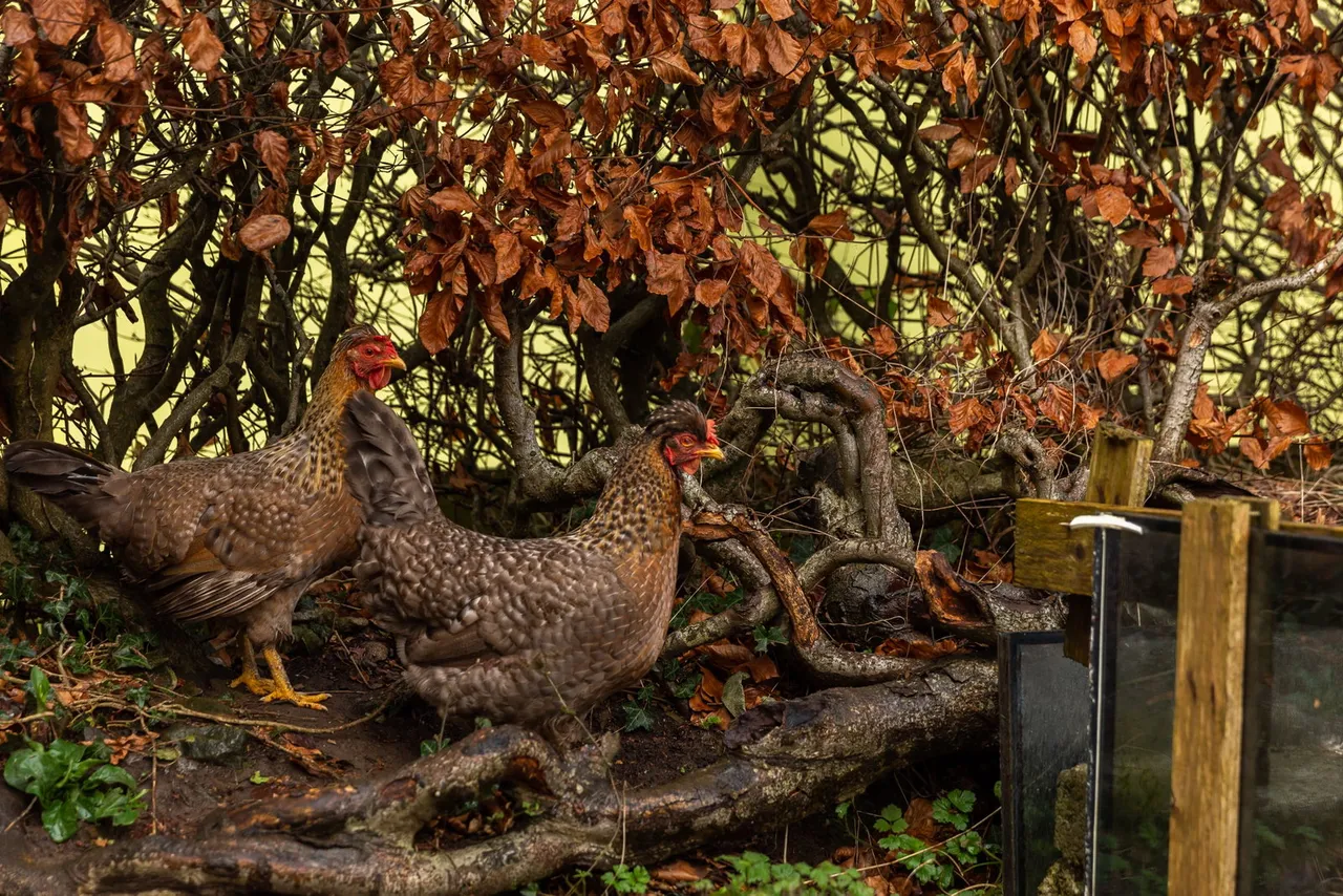 Dolton, North Devon, photo 34