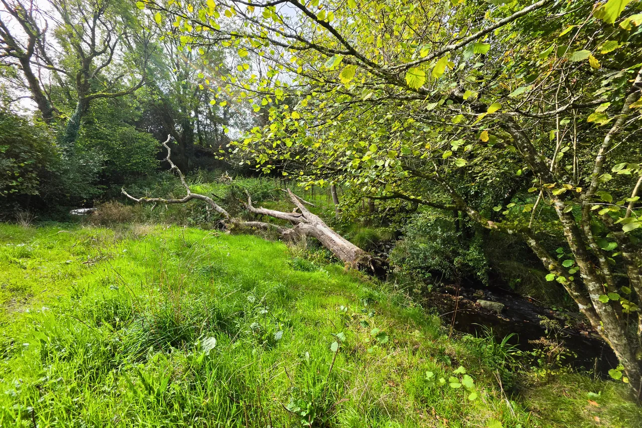 Rhydale, Mynyddcerrig, SA15, photo 37