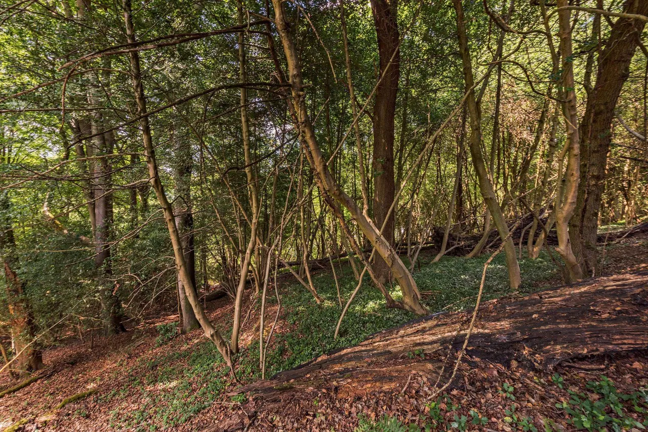 Hindhead Road, Haslemere, Surrey, GU27 1LP, photo 12