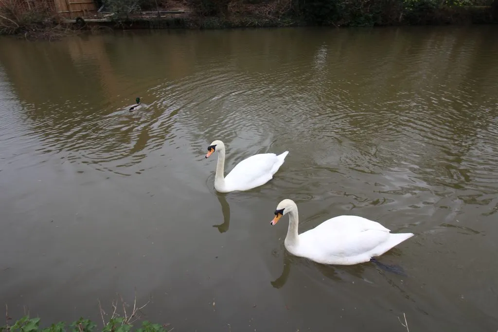 Whitefriars Wharf, Tonbridge, photo 12