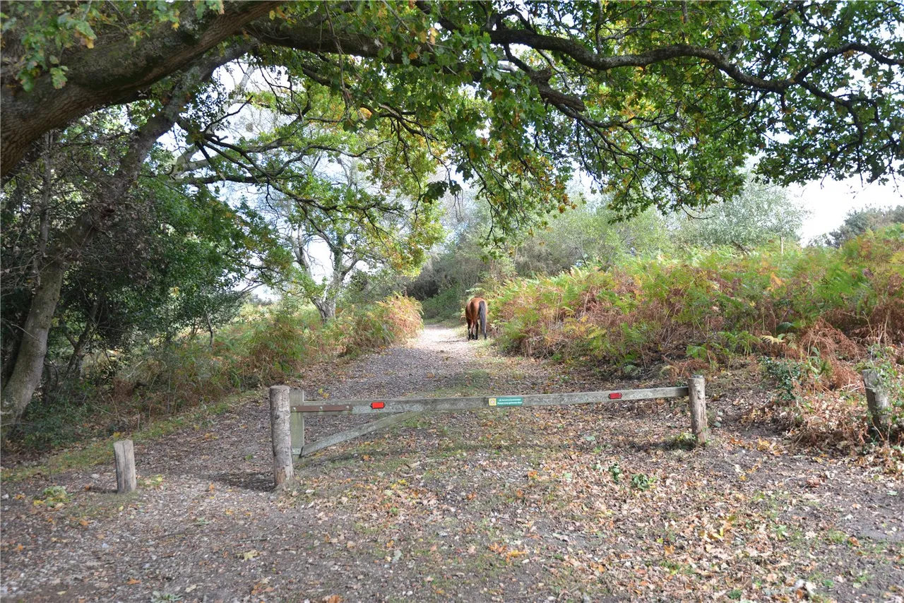 Newgrounds, Godshill, Fordingbridge, Hampshire, SP6 2LJ, photo 22
