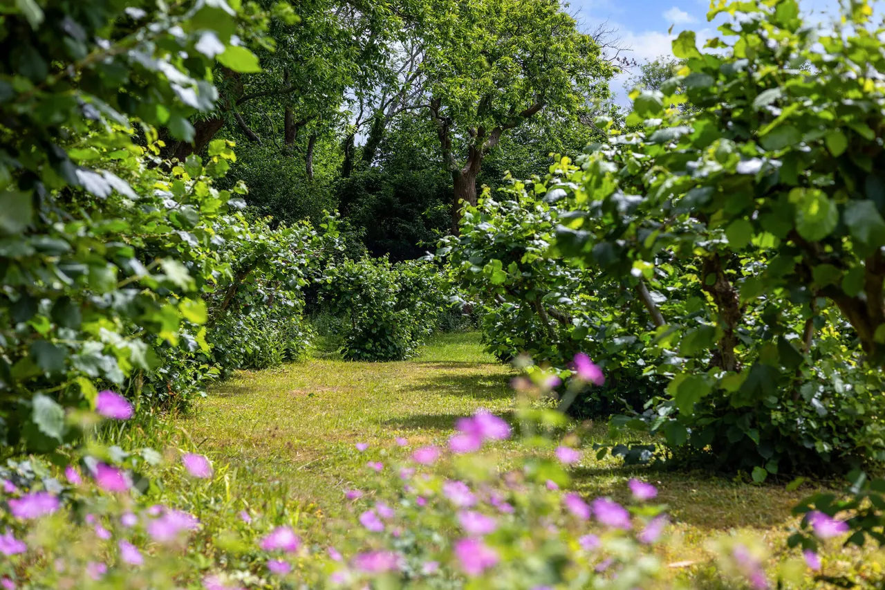 Tree Lane, Plaxtol, TN15, photo 11