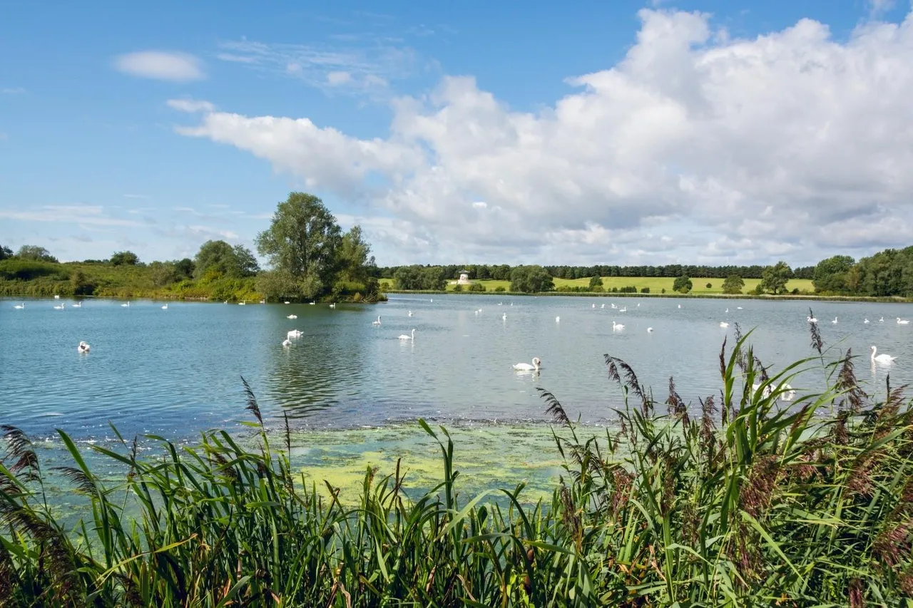 Sakura Walk, Willen Park, photo 24