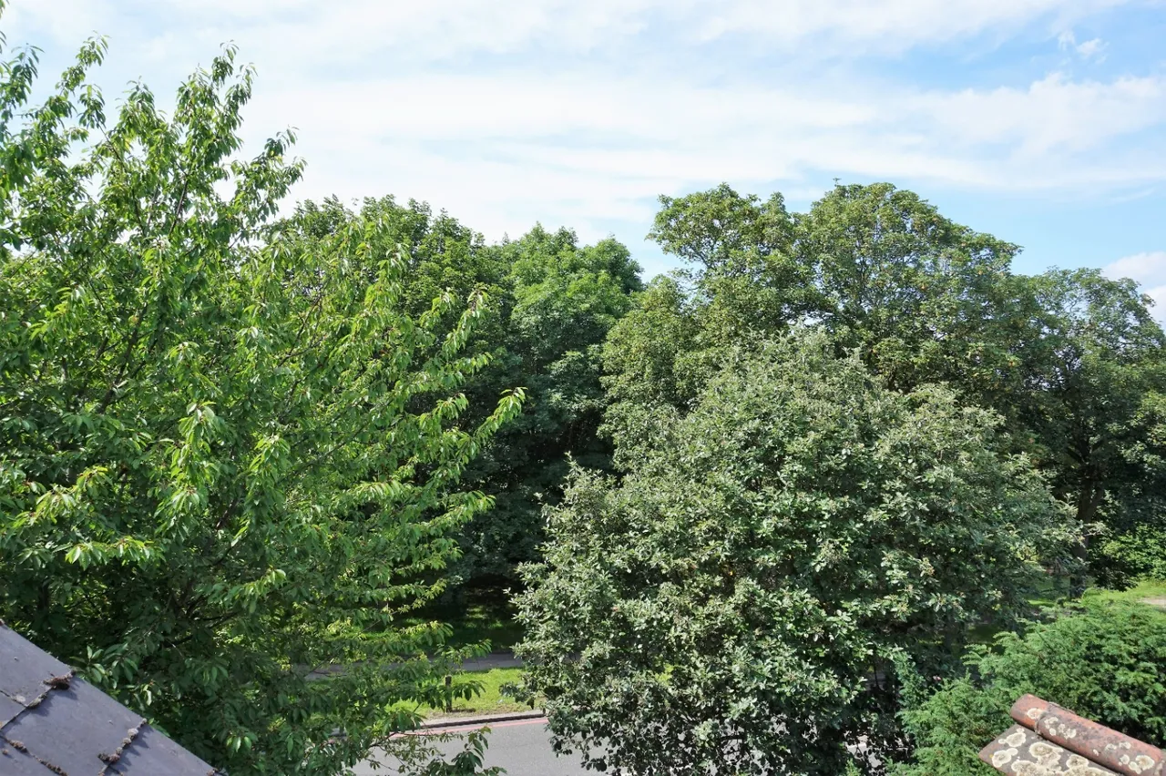 Windmill Road, London, SW18, photo 15