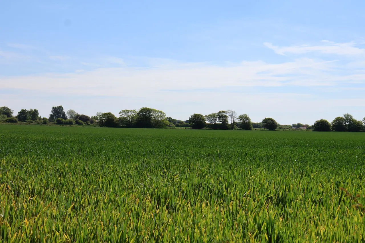Wandley's Lane, Chichester, PO20, photo 10