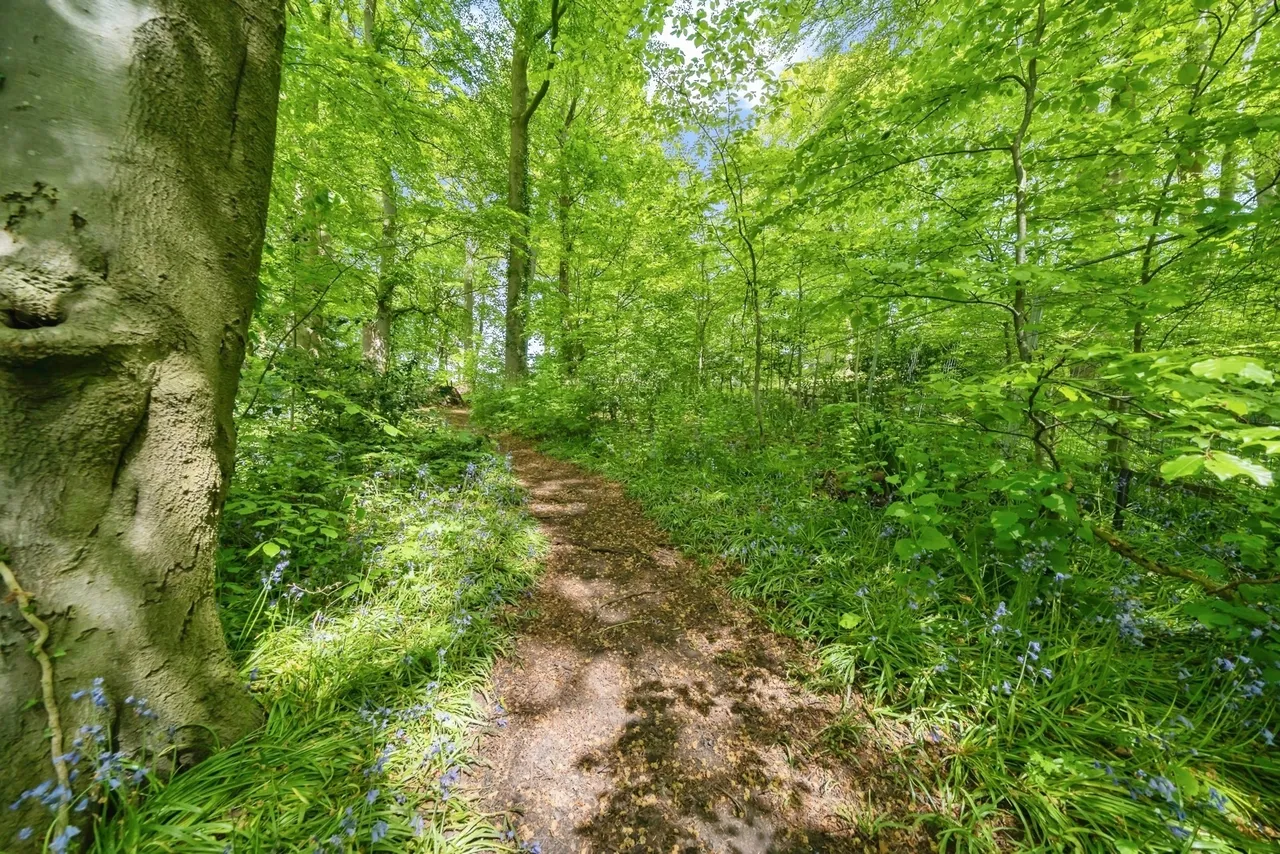 The Brackens, Delph Lane, Daresbury, Warrington, WA4, photo 4