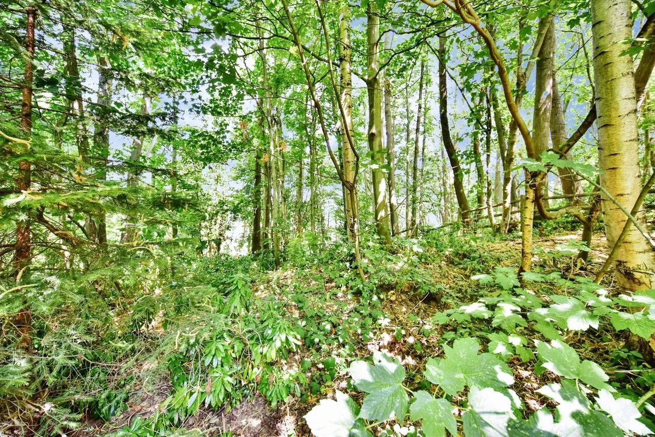 Burleigh Drive, MAIDSTONE, Kent, ME14, photo 23