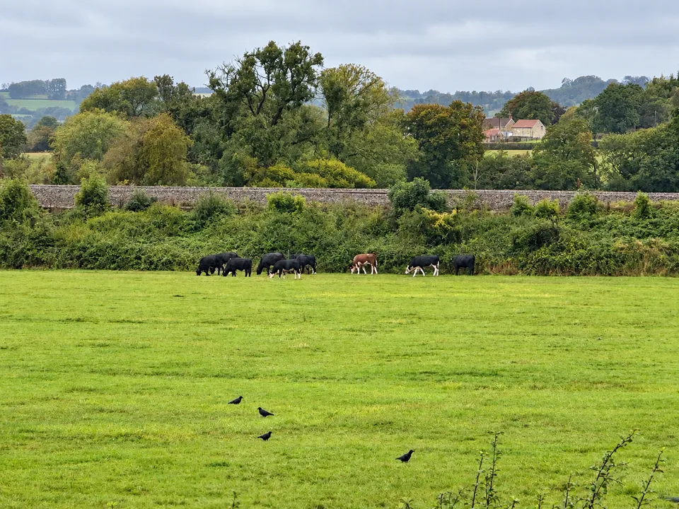 Ansford, Castle Cary, photo 18
