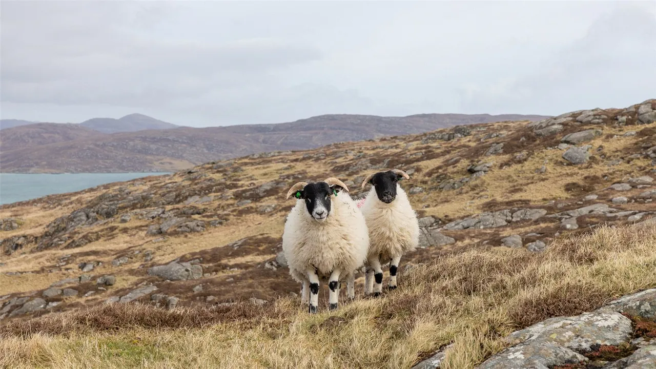 Croft 7 Balla, Eriskay, Isle of South Uist, Eilean Siar, HS8 5JL, photo 7