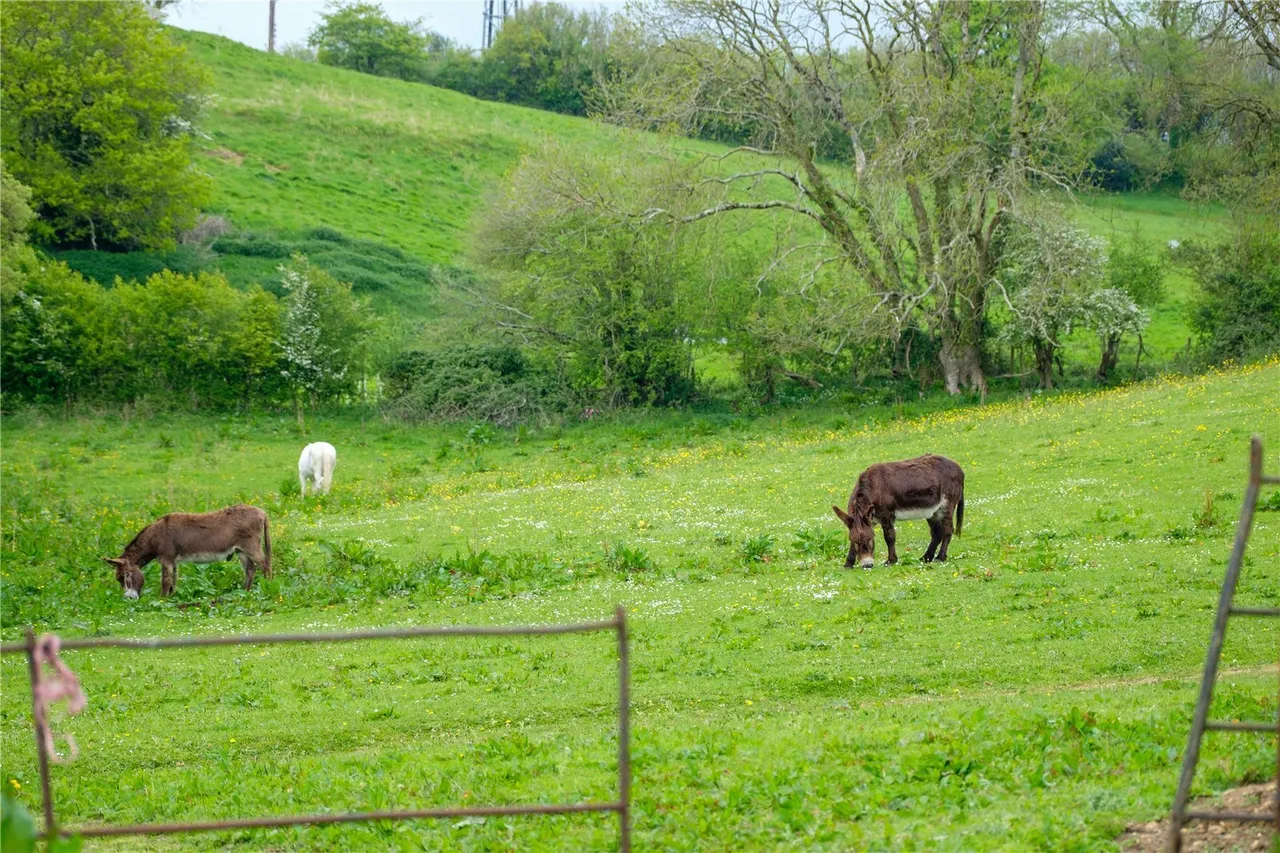 Powerstock, Bridport, DT6, photo 60