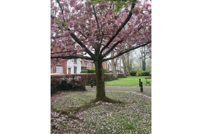 Gatley Green, Cheadle, SK8, photo 24