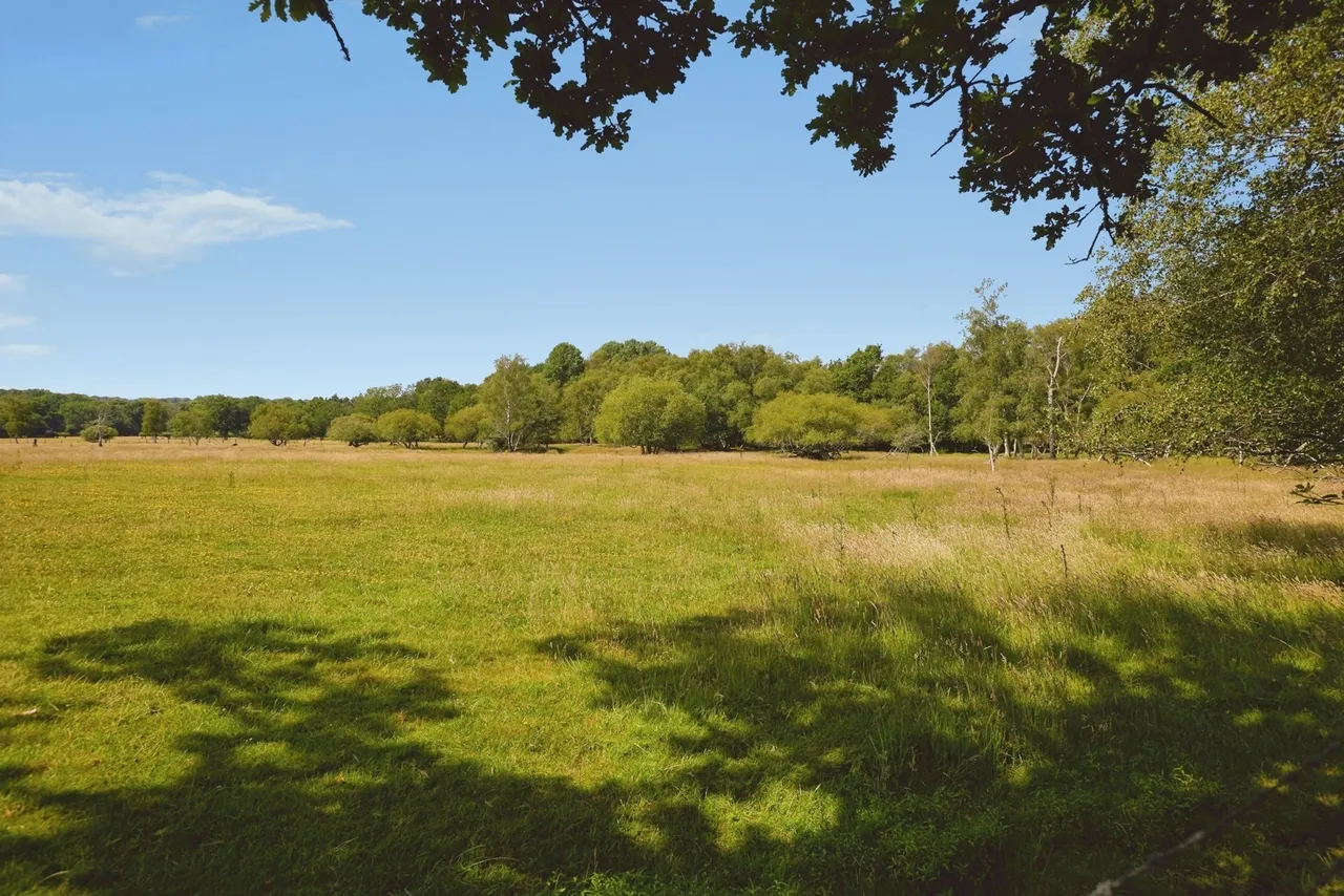 New Road, Landford, SP5, photo 3
