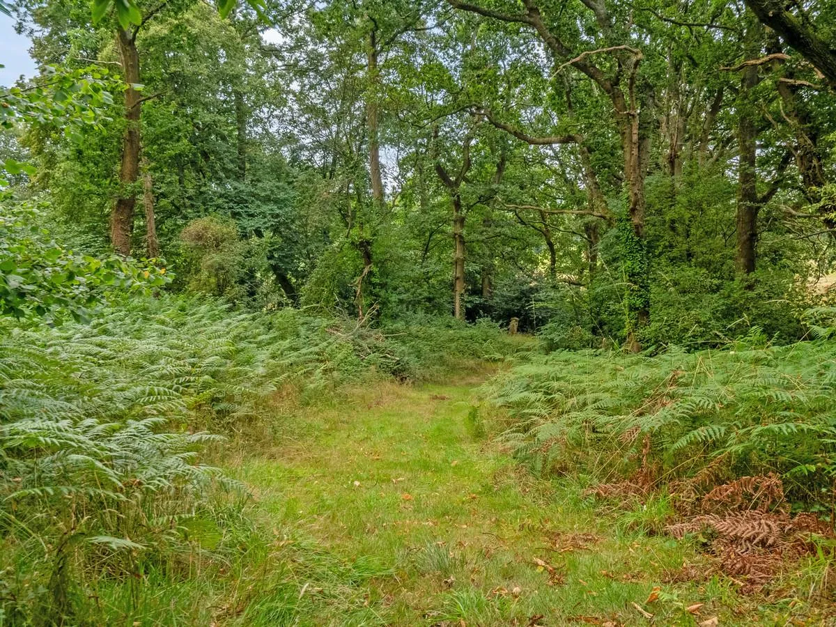 Bishops Lane, Shirrell Heath Southampton, photo 34