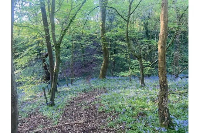 Chillington Walk, Manchester, M34, photo 32