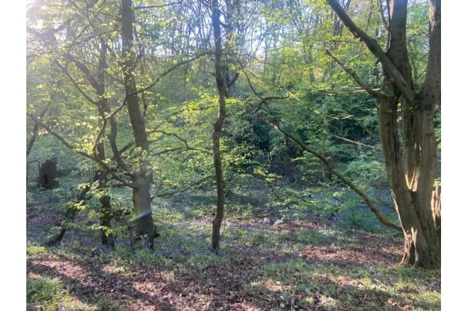 Chillington Walk, Manchester, M34, photo 33