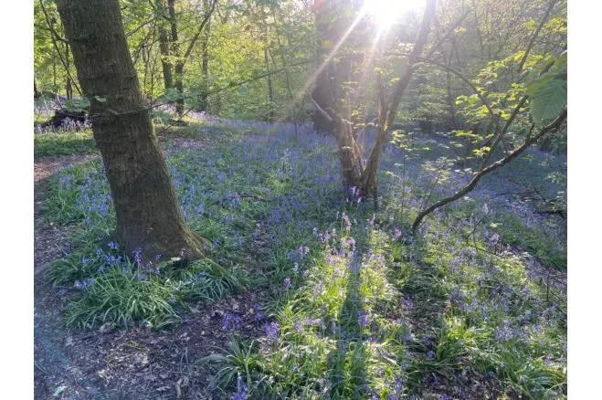 Chillington Walk, Manchester, M34, photo 31