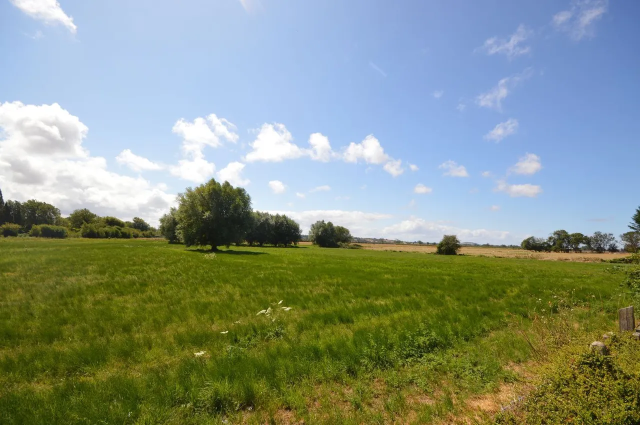 Walnut Close, Axbridge, BS26, photo 21