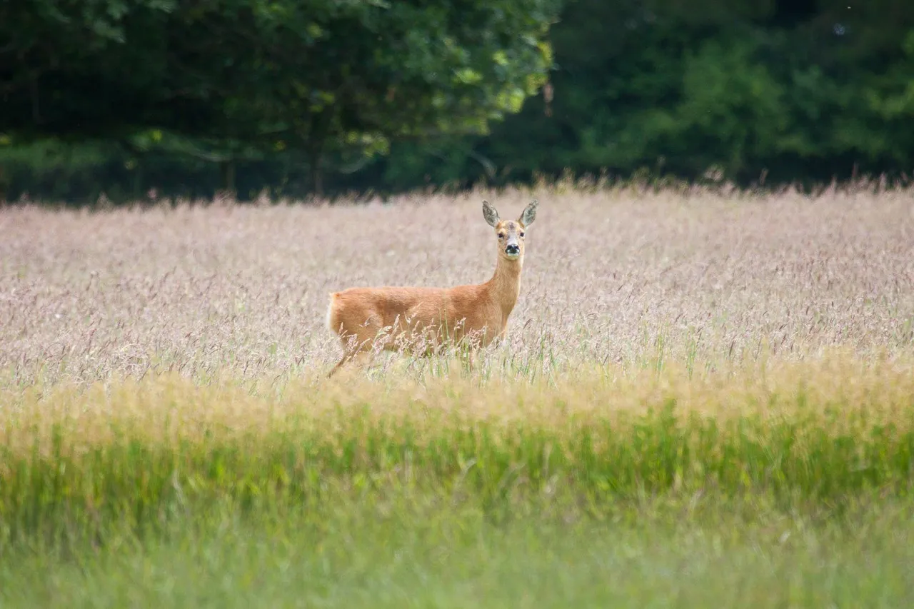 North Bestwall, Wareham, BH20, photo 26