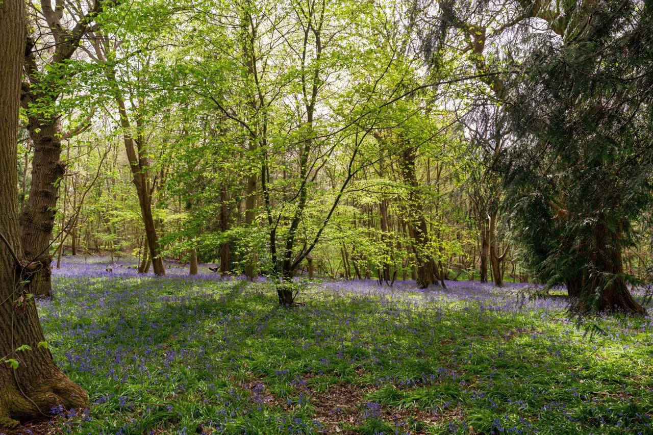 Ford Lane, Alresford, CO7, photo 25