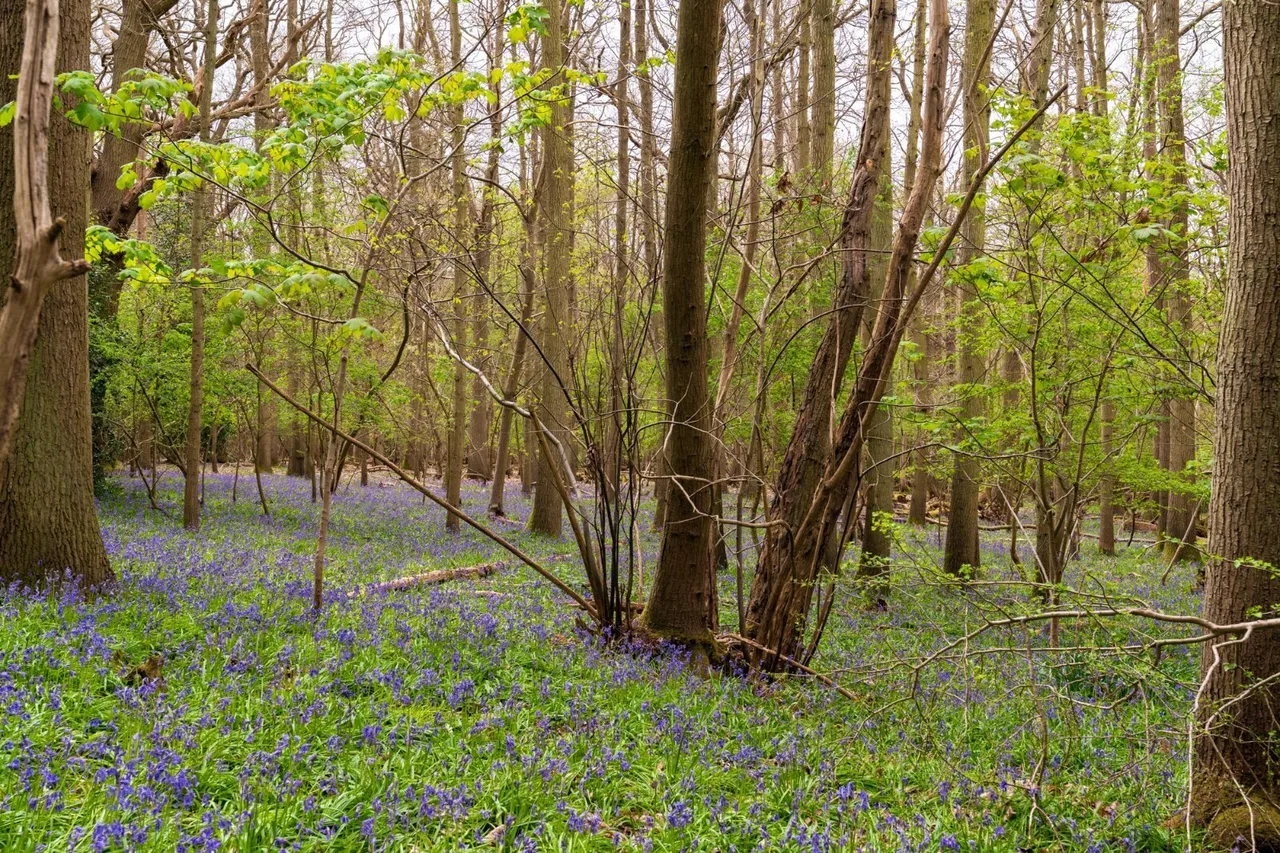 Ford Lane, Alresford, CO7, photo 30
