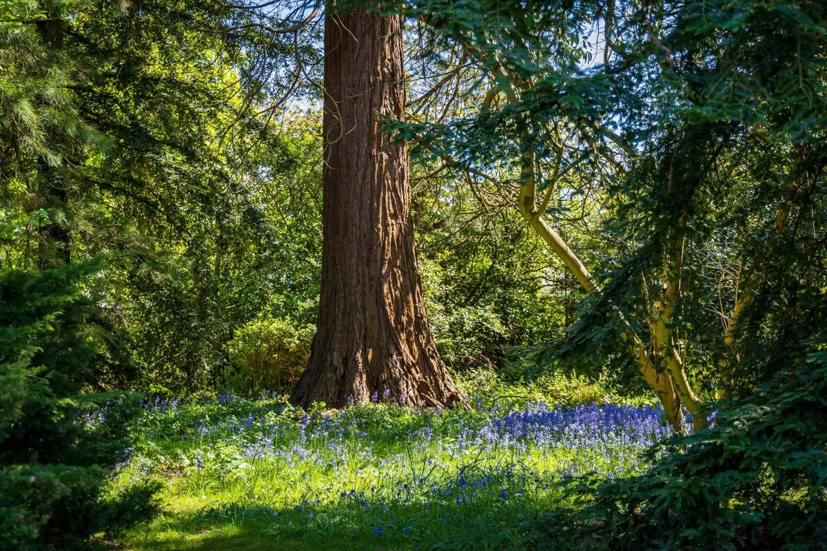 Forest Green, Dorking, RH5, photo 39