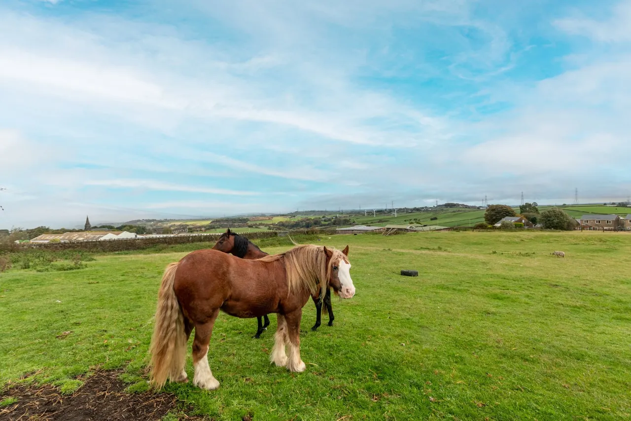 Smithy Farm Denholme Gate, Denholme, BD13, photo 21