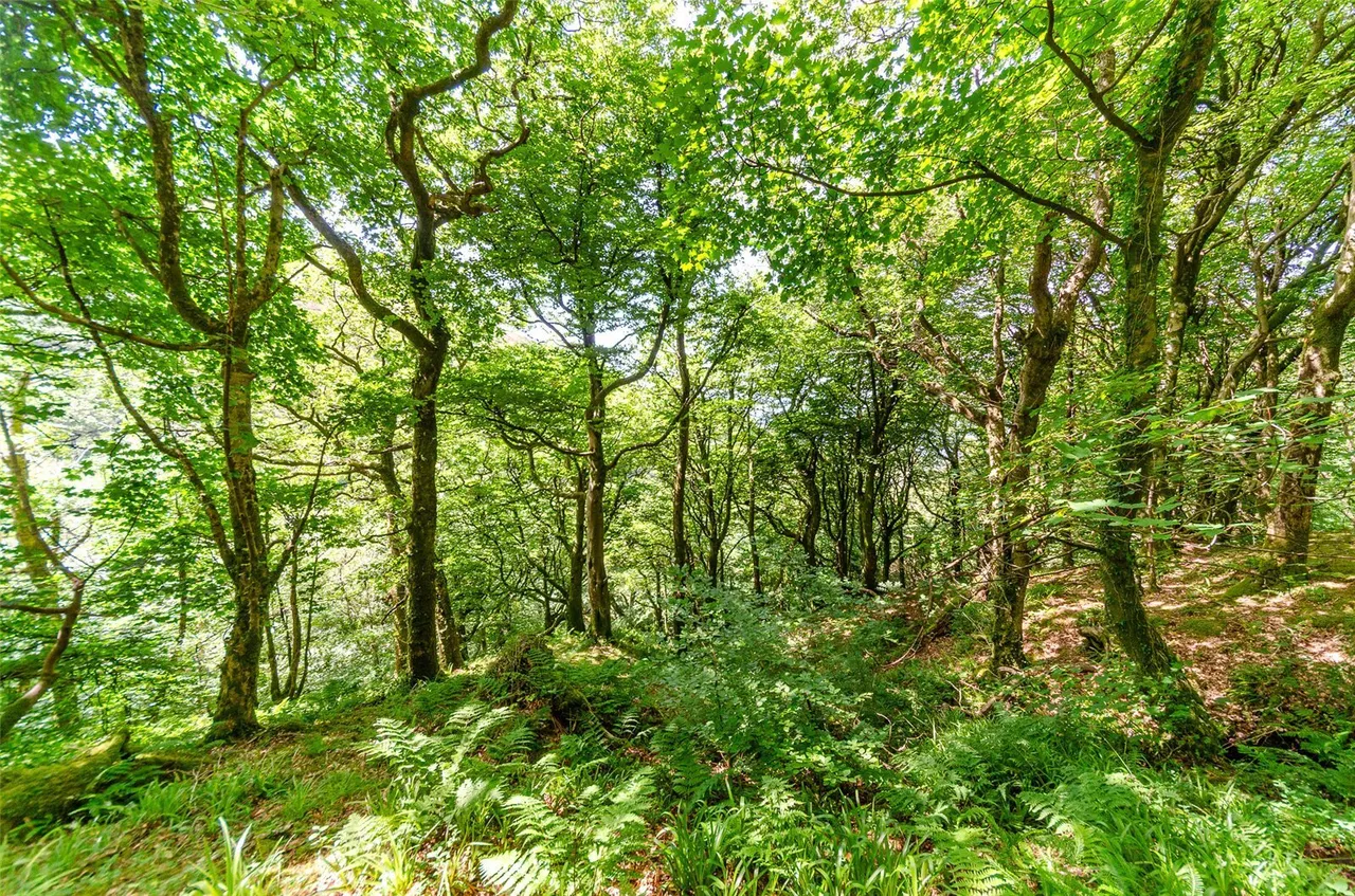 Gyrn Goch, Caernarfon, LL54, photo 43
