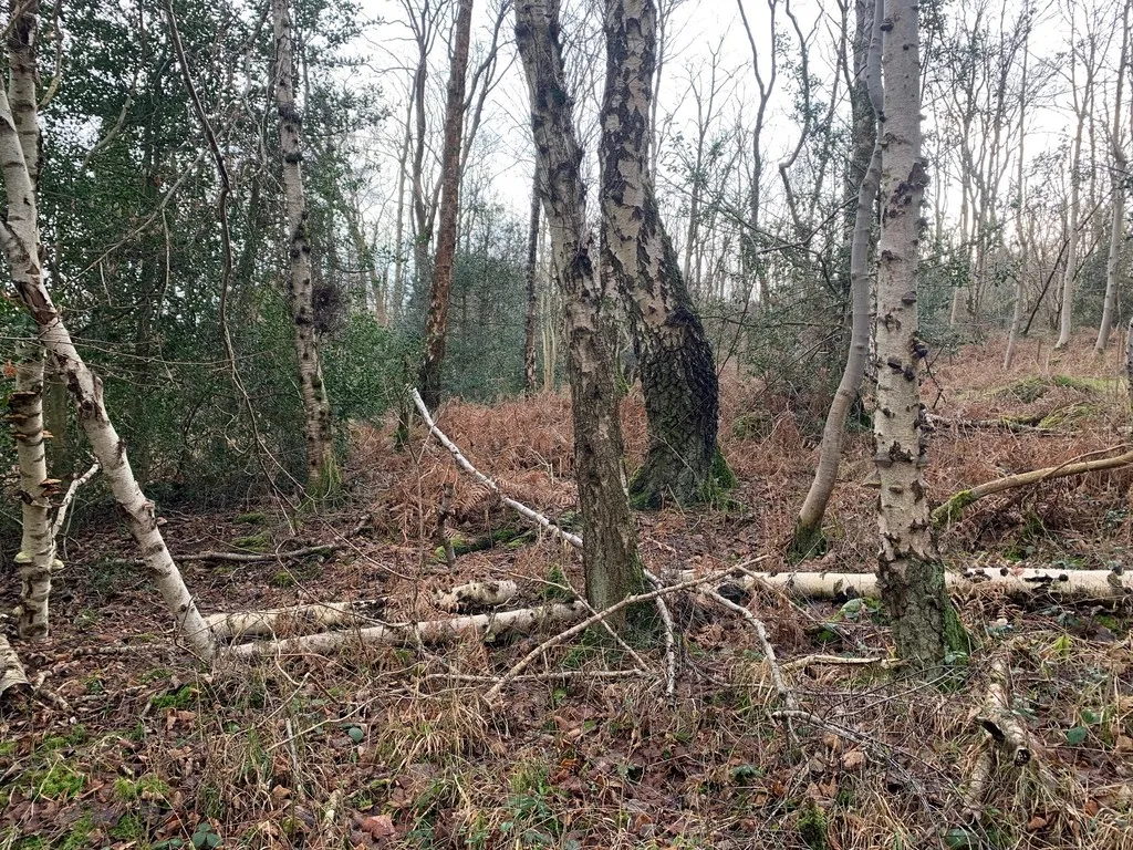 Lyndene Drive, Lindale, LA11, photo 4