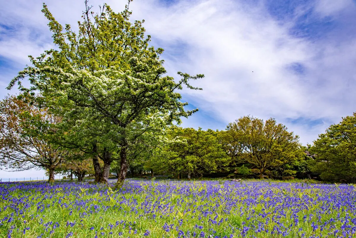 Lustleigh, Bovey Tracey, TQ13, photo 27